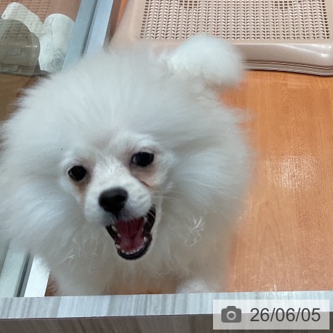 ポメラニアンの写真