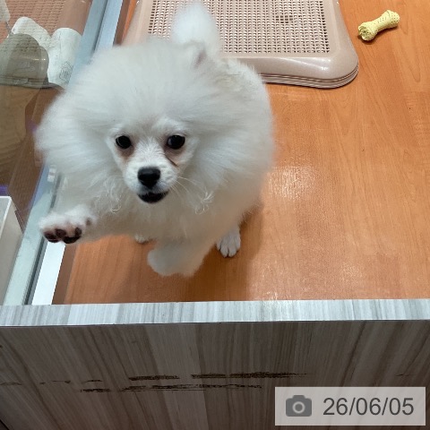 ポメラニアンの写真