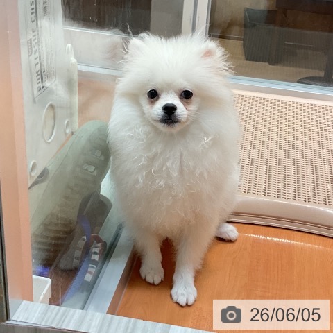 ポメラニアンの写真