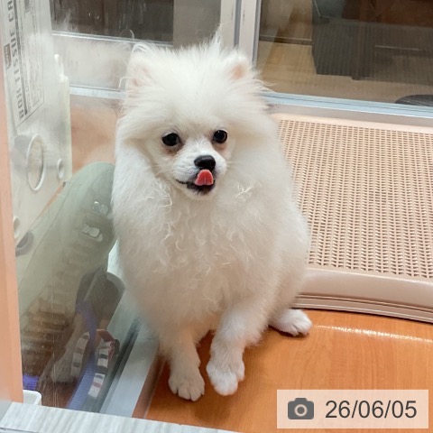 ポメラニアンの写真