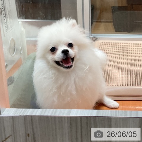 ポメラニアンの写真
