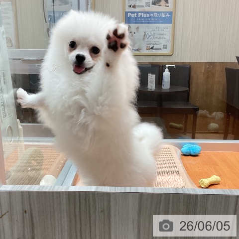 ポメラニアンの写真