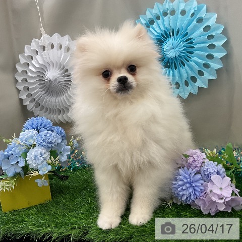 千葉県のポメラニアン (ペットプラス 柏店/2026年1月12日生まれ/女の子/クリーム)の子犬の4枚目の画像