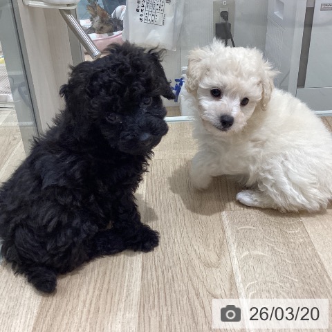 長野県のトイプードル(トイ) (ペットプラス 須坂店/2026年1月13日生まれ/男の子/ブラック)の子犬の3枚目の画像