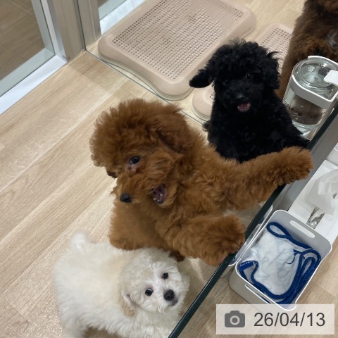 長野県のトイプードル(トイ) (ペットプラス 須坂店/2026年1月13日生まれ/男の子/ブラック)の子犬の3枚目の画像