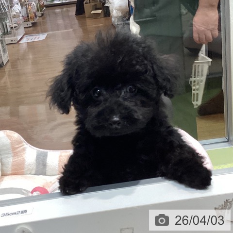千葉県のトイプードル(トイ) (ペットプラス 柏店/2026年1月13日生まれ/男の子/ブラック)の子犬の4枚目の画像