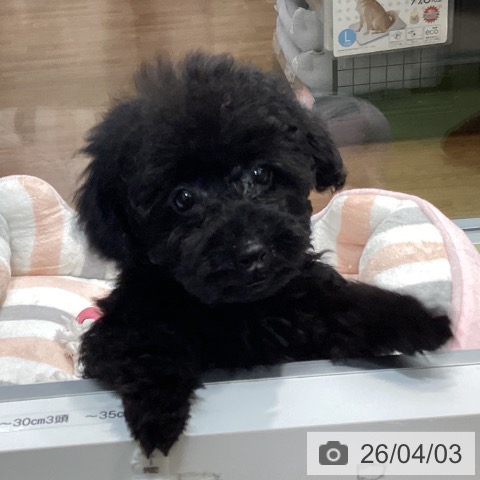 千葉県のトイプードル(トイ) (ペットプラス 柏店/2026年1月13日生まれ/男の子/ブラック)の子犬の3枚目の画像