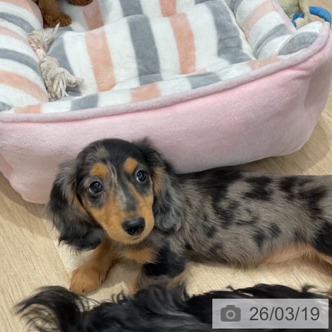 群馬県のカニンヘンダックスフンド(ロング) (ペットプラス イオンモール太田店/2026年1月12日生まれ/男の子/シルバーダップル)の子犬の4枚目の画像