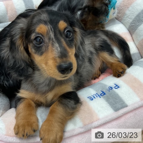 群馬県のカニンヘンダックスフンド(ロング) (ペットプラス イオンモール太田店/2026年1月12日生まれ/男の子/シルバーダップル)の子犬の3枚目の画像