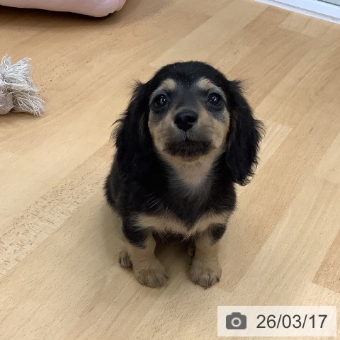 長野県のカニンヘンダックスフンド(ロング) (ペットプラス 上田店/2026年1月14日生まれ/女の子/ブラックタン)の子犬の4枚目の画像