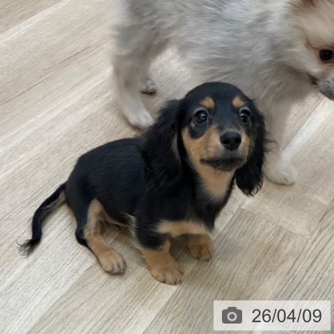 長野県のカニンヘンダックスフンド(ロング) (ペットプラス 上田店/2026年1月14日生まれ/女の子/ブラックタン)の子犬の4枚目の画像