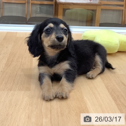 長野県のカニンヘンダックスフンド(ロング) (ペットプラス 上田店/2026年1月14日生まれ/女の子/ブラックタン)の子犬の3枚目の画像