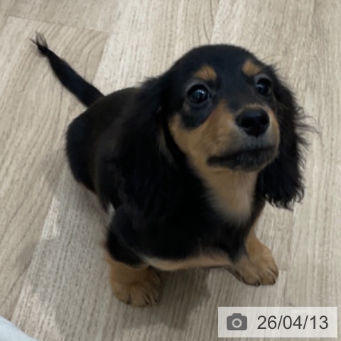 長野県のカニンヘンダックスフンド(ロング) (ペットプラス 上田店/2026年1月14日生まれ/女の子/ブラックタン)の子犬の4枚目の画像