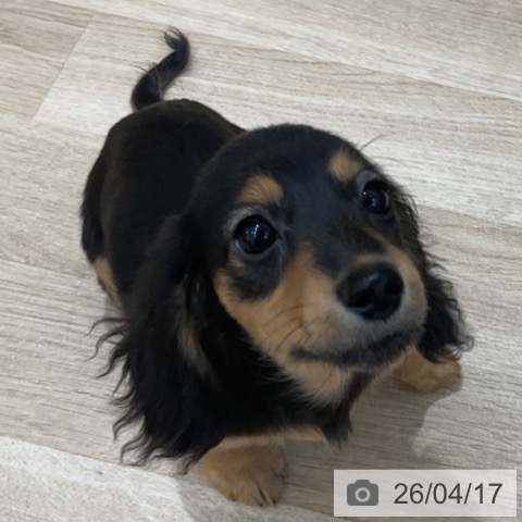 長野県のカニンヘンダックスフンド(ロング) (ペットプラス 上田店/2026年1月14日生まれ/女の子/ブラックタン)の子犬の3枚目の画像