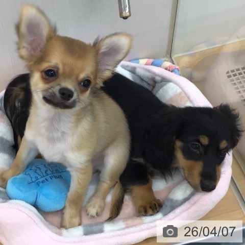 青森県のカニンヘンダックスフンド(ロング) (ペットプラス 青森浜田店/2026年1月14日生まれ/女の子/ブラックタン)の子犬の4枚目の画像