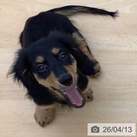 青森県のカニンヘンダックスフンド(ロング) (ペットプラス 青森浜田店/2026年1月14日生まれ/女の子/ブラックタン)の子犬の4枚目の画像