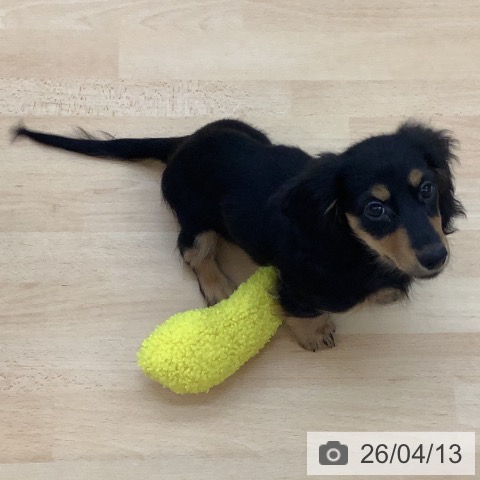 青森県のカニンヘンダックスフンド(ロング) (ペットプラス 青森浜田店/2026年1月14日生まれ/女の子/ブラックタン)の子犬の3枚目の画像