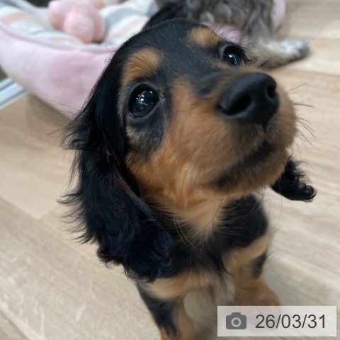 東京都のカニンヘンダックスフンド(ロング) (ペットプラス 大井町トラックス店/2026年1月14日生まれ/女の子/ブラックタン)の子犬の3枚目の画像