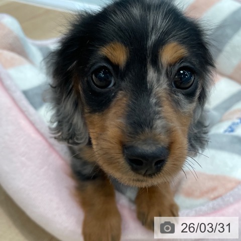 東京都のカニンヘンダックスフンド(ロング) (ペットプラス 大井町トラックス店/2026年1月14日生まれ/女の子/シルバーダップル)の子犬の3枚目の画像