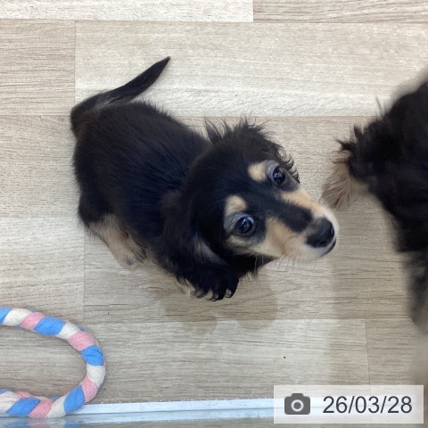 群馬県のカニンヘンダックスフンド(ロング) (ペットプラス 前橋店/2026年1月14日生まれ/男の子/ブラックタン)の子犬の4枚目の画像