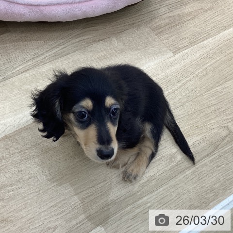 群馬県のカニンヘンダックスフンド(ロング) (ペットプラス 前橋店/2026年1月14日生まれ/男の子/ブラックタン)の子犬の3枚目の画像