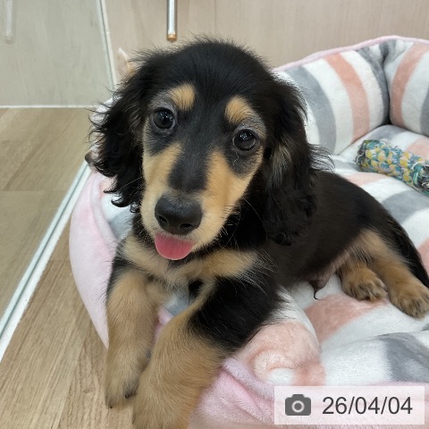 群馬県のカニンヘンダックスフンド(ロング) (ペットプラス 前橋店/2026年1月14日生まれ/男の子/ブラックタン)の子犬の4枚目の画像