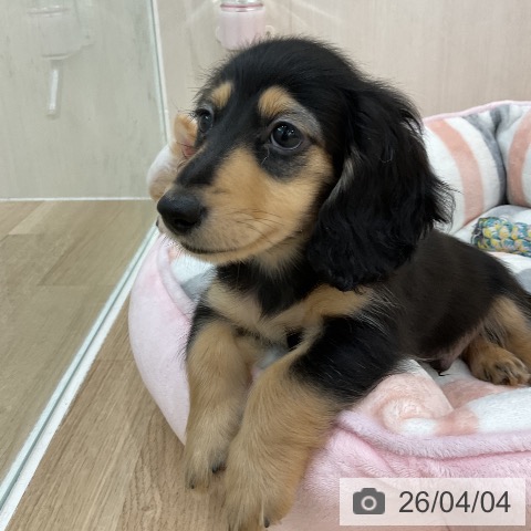 群馬県のカニンヘンダックスフンド(ロング) (ペットプラス 前橋店/2026年1月14日生まれ/男の子/ブラックタン)の子犬の3枚目の画像