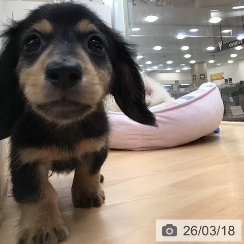 カニーンヘン・ダックスフンドの写真