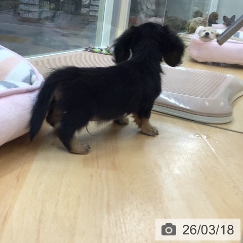 カニーンヘン・ダックスフンドの写真