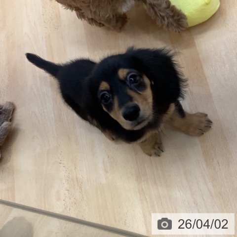 埼玉県のカニンヘンダックスフンド(ロング) (ペットプラス 浦和美園店/2026年1月14日生まれ/男の子/ブラックタン)の子犬の3枚目の画像