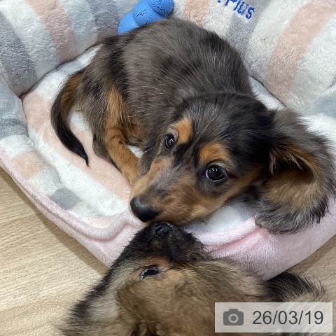 カニーンヘン・ダックスフンドの写真