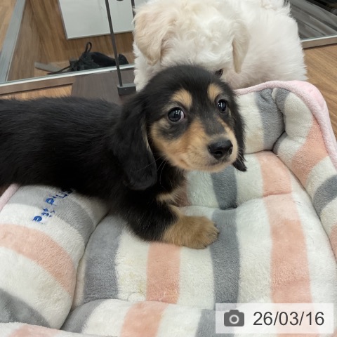 カニーンヘン・ダックスフンドの写真