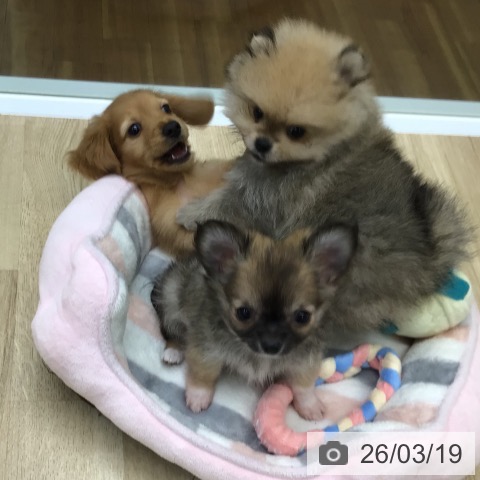 福島県のチワワ(ロング) (ペットプラス 福島店/2026年1月14日生まれ/男の子/セーブルホワイト)の子犬の4枚目の画像