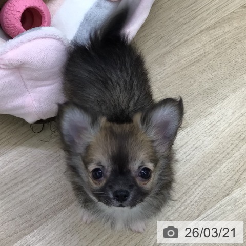 福島県のチワワ(ロング) (ペットプラス 福島店/2026年1月14日生まれ/男の子/セーブルホワイト)の子犬の3枚目の画像