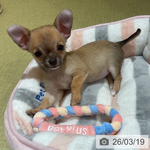 福島県のチワワ(ロング) (ペットプラス イオンタウン郡山店/2026年1月14日生まれ/男の子/フォーンセーブルホワイト)の子犬の4枚目の画像