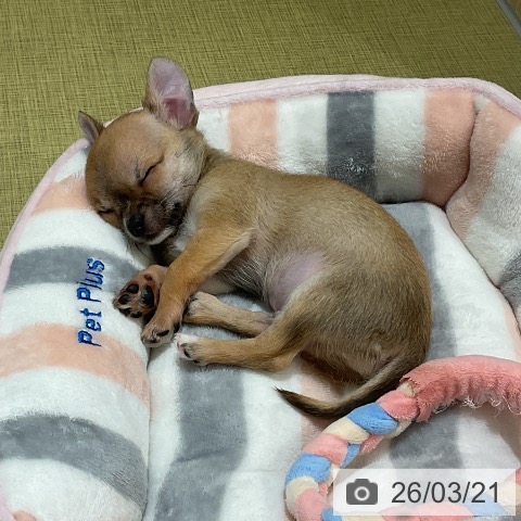 福島県のチワワ(ロング) (ペットプラス イオンタウン郡山店/2026年1月14日生まれ/男の子/フォーンセーブルホワイト)の子犬の3枚目の画像