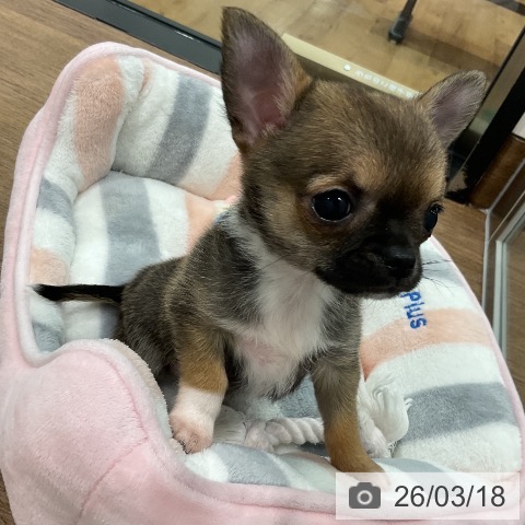 埼玉県のチワワ(ロング) (ペッツワン 吉川美南店/2026年1月14日生まれ/女の子/セーブルホワイト)の子犬の3枚目の画像