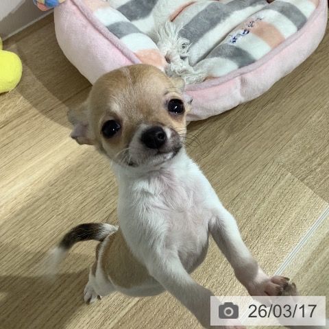 長野県のチワワ(ロング) (ペットプラス 長野店/2026年1月14日生まれ/女の子/ホワイトフォーンセーブル)の子犬の4枚目の画像