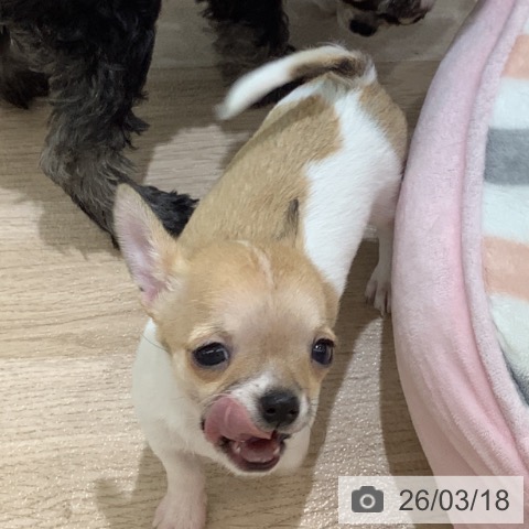 長野県のチワワ(ロング) (ペットプラス 長野店/2026年1月14日生まれ/女の子/ホワイトフォーンセーブル)の子犬の3枚目の画像