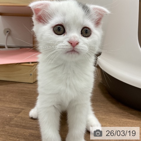 千葉県のスコティッシュフォールド (ペッツワン 千葉ニュータウン店/2026年1月14日生まれ/男の子/ブルータビーホワイト)の子猫の4枚目の画像