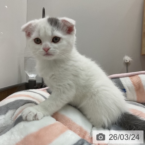 千葉県のスコティッシュフォールド (ペッツワン 千葉ニュータウン店/2026年1月14日生まれ/男の子/ブルータビーホワイト)の子猫の4枚目の画像