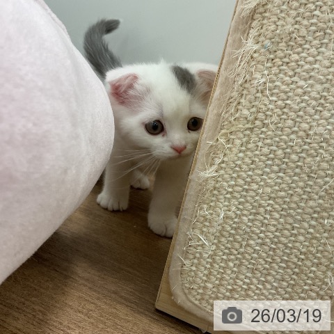 千葉県のスコティッシュフォールド (ペッツワン 千葉ニュータウン店/2026年1月14日生まれ/男の子/ブルータビーホワイト)の子猫の3枚目の画像