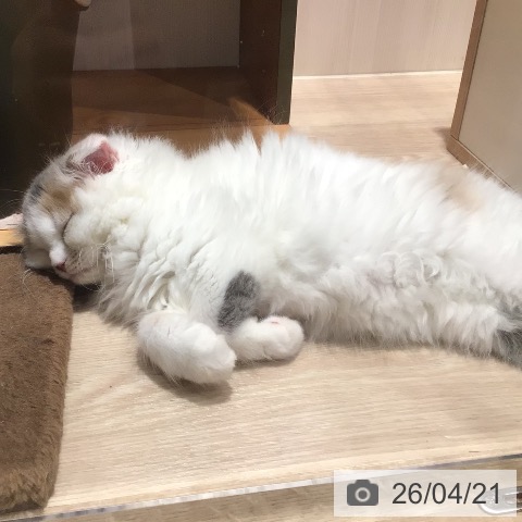 神奈川県のスコティッシュフォールド (ペットプラス 川崎ルフロン店/2026年1月14日生まれ/女の子/ダイリュートキャリコ)の子猫の4枚目の画像