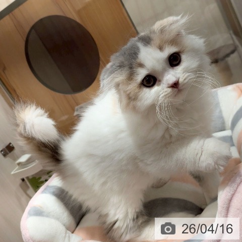 神奈川県のスコティッシュフォールド (ペットプラス 川崎ルフロン店/2026年1月14日生まれ/女の子/ダイリュートキャリコ)の子猫の3枚目の画像