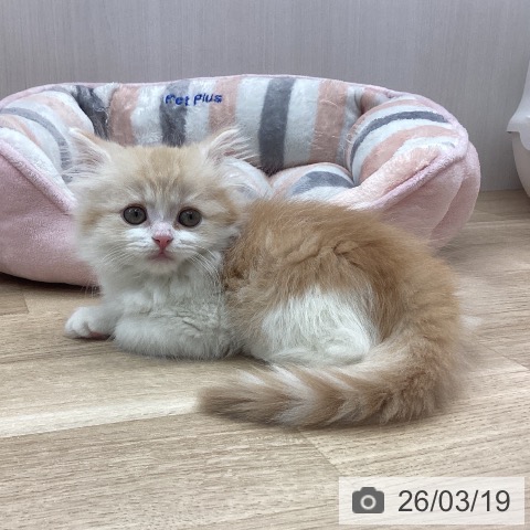 宮城県のスコティッシュフォールド (ペットプラス 名取店/2026年1月9日生まれ/男の子/レッドタビーホワイト)の子猫の4枚目の画像
