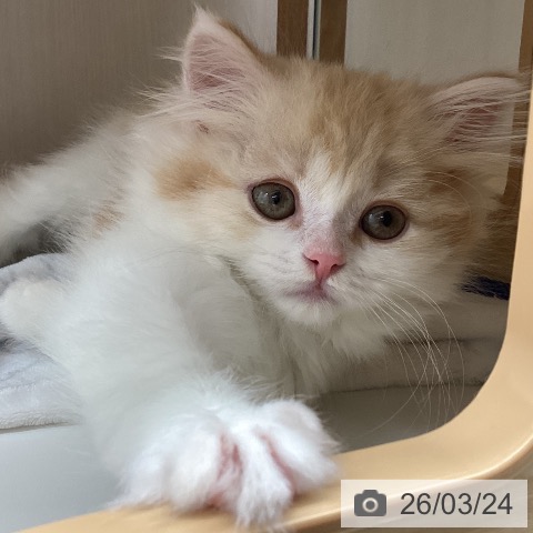 宮城県のスコティッシュフォールド (ペットプラス 名取店/2026年1月9日生まれ/男の子/レッドタビーホワイト)の子猫の3枚目の画像