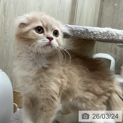 埼玉県のスコティッシュフォールド (ペットプラス 与野店/2026年1月9日生まれ/女の子/クリームタビーホワイト)の子猫の4枚目の画像