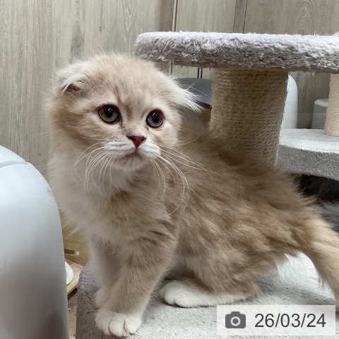 埼玉県のスコティッシュフォールド (ペットプラス 与野店/2026年1月9日生まれ/女の子/クリームタビーホワイト)の子猫の3枚目の画像