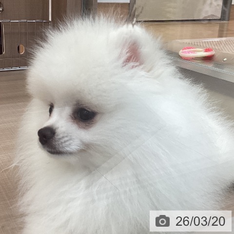 神奈川県のポメラニアン (ペッツワン 横須賀久里浜店/2025年12月30日生まれ/男の子/ホワイト)の子犬の4枚目の画像