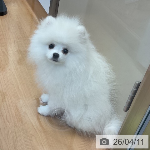 神奈川県のポメラニアン (ペッツワン 横須賀久里浜店/2025年12月30日生まれ/男の子/ホワイト)の子犬の4枚目の画像